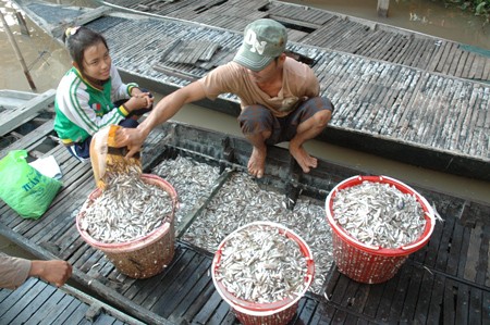 Fishermen haul bumper fish crops during flood season in the Mekong Delta (File photo: SGGP)